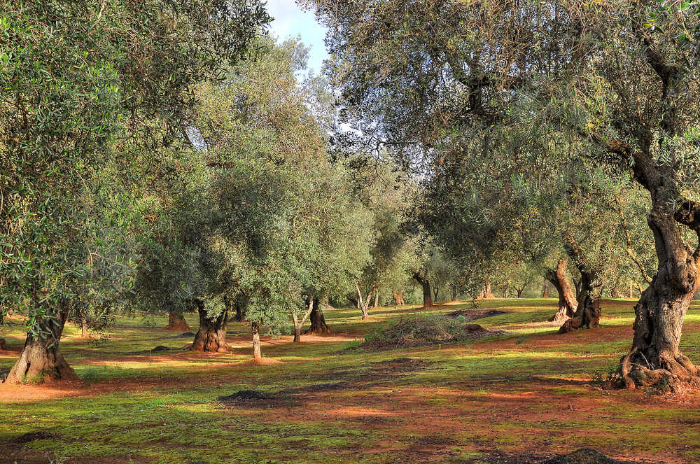 Oliveraie Salento a Litochoro en Grece