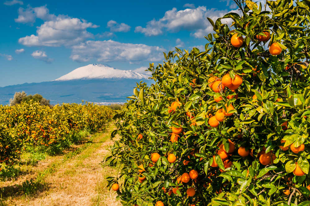 orange en sicile