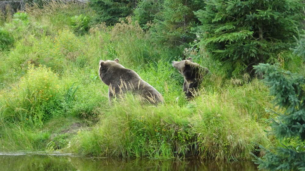 Ours au parc zoologique de St Félicien, Lac Saint Jean, Québec, Canada