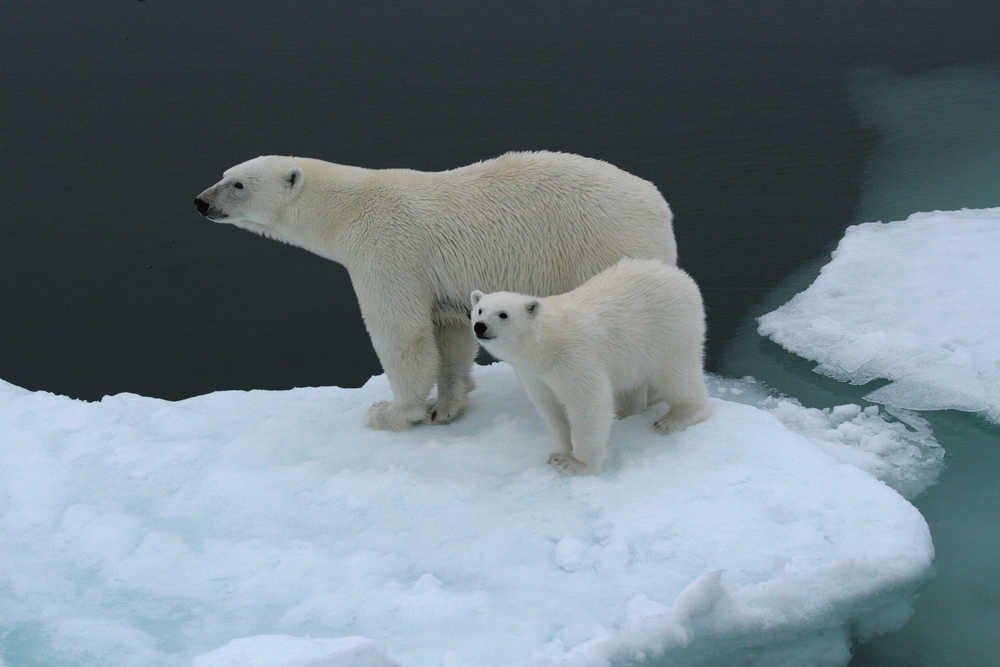 Photo d'un ours polaire Spitzberg