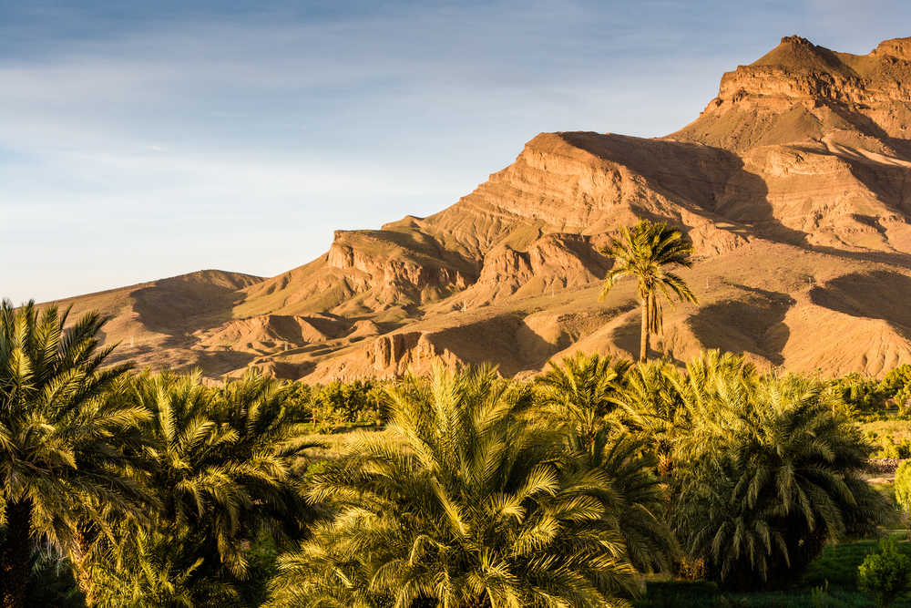 Palmeraie d'Agdz au Maroc