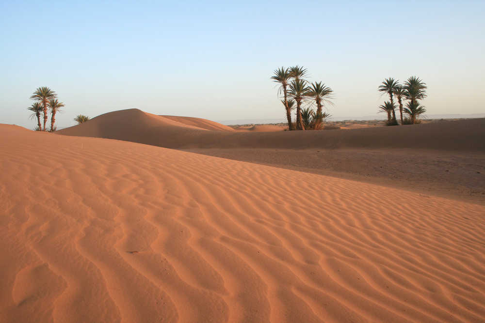 palmiers-dans-le-sahara-marocain