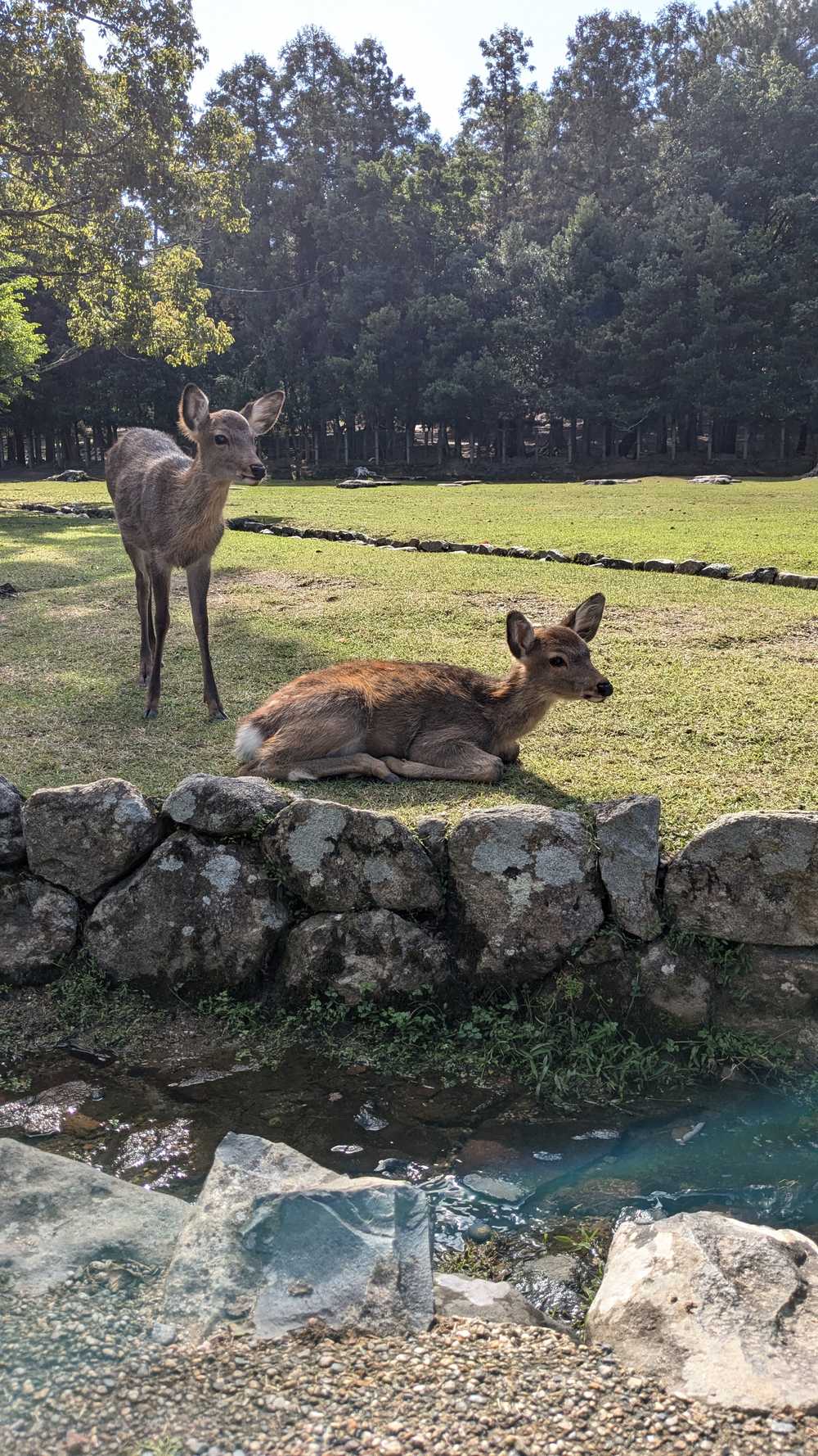 Parc de Nara daims