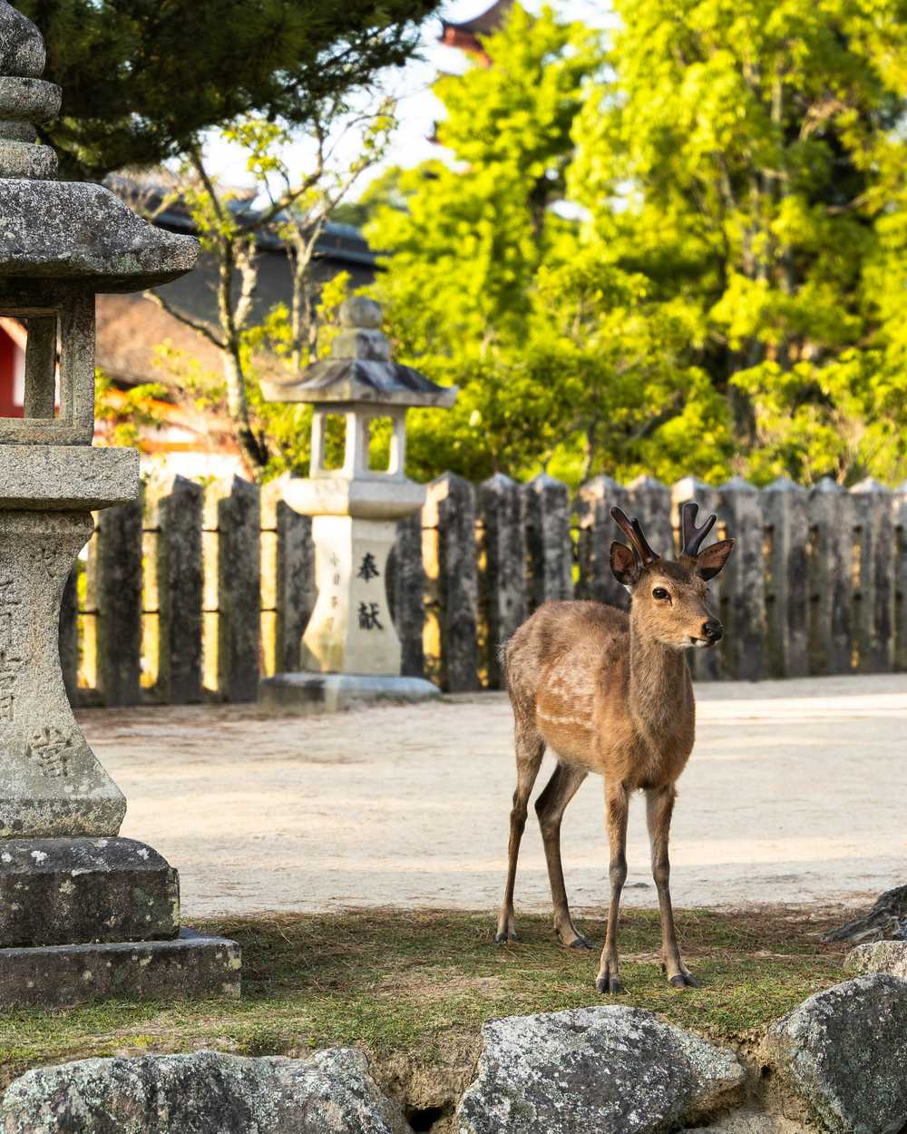 Parc Nara daim