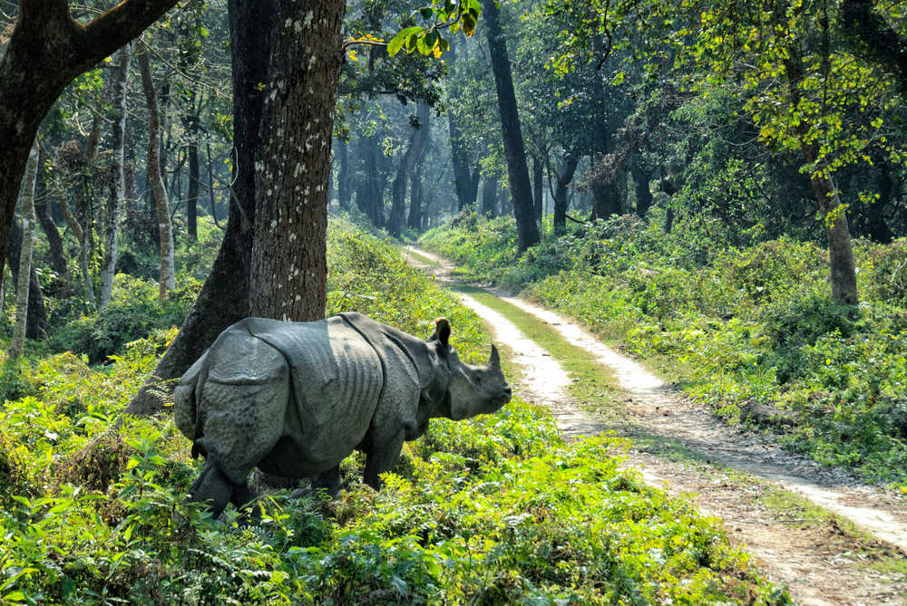 parc national de Chitwan rhinocéros