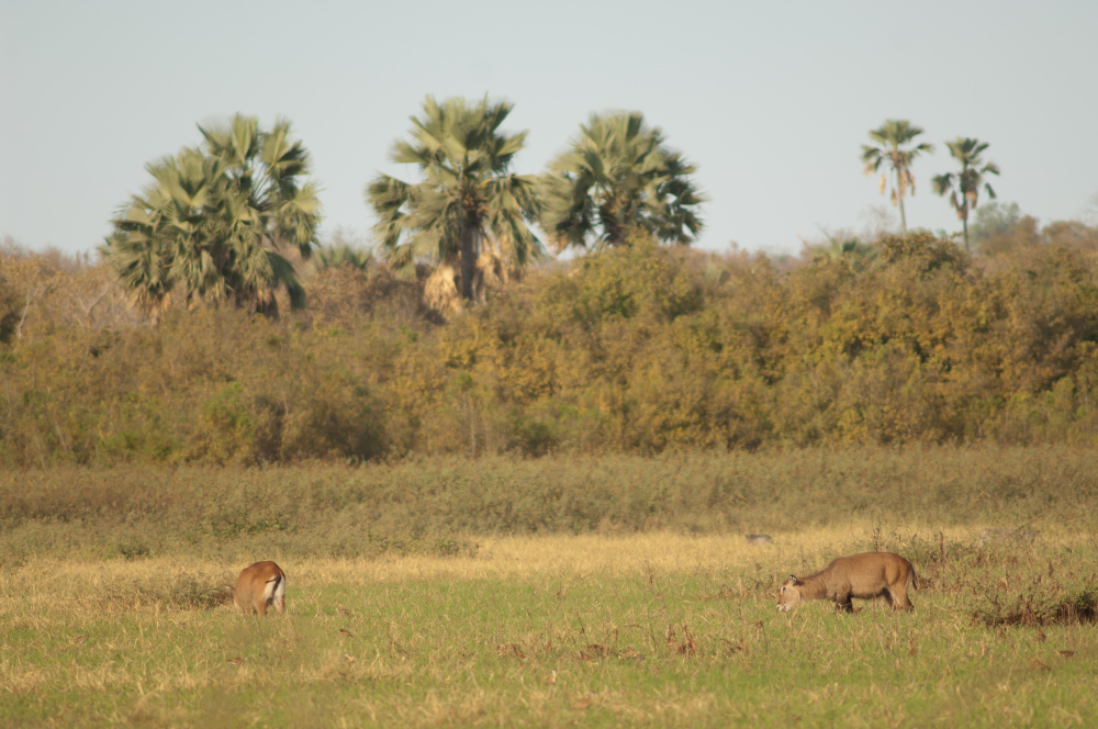 parc National de Niokolo Koba au Sénégal en Afrique