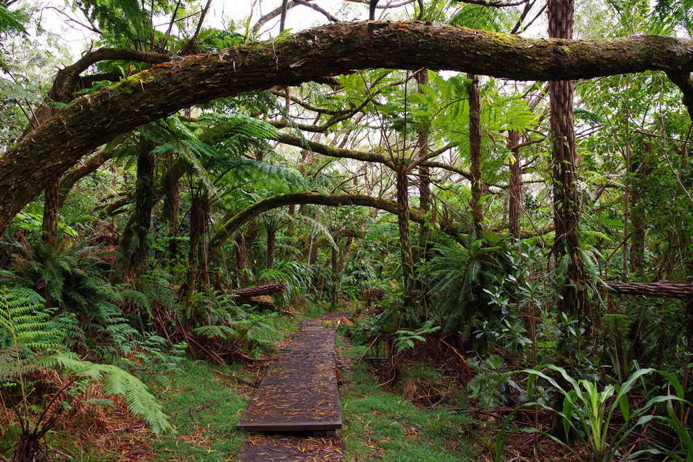 Passage à travers la forêt de Bélouve, Île de la Réunion
