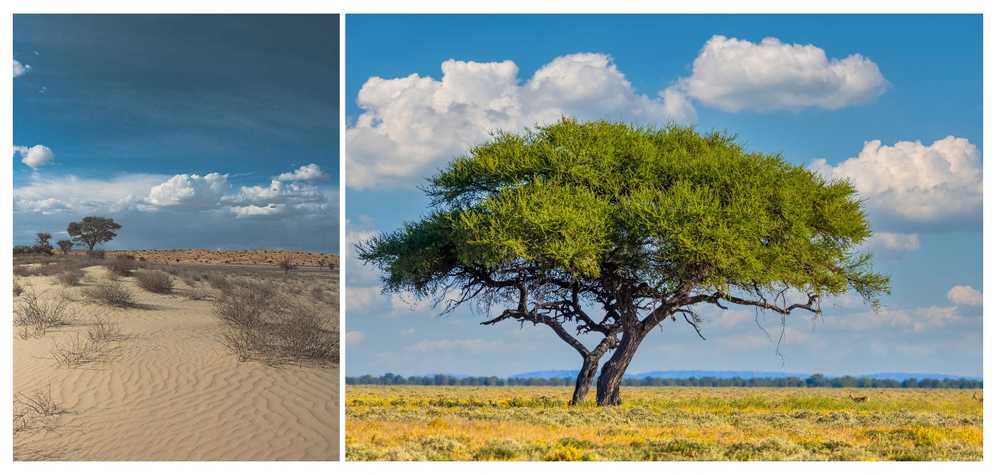 paysage-afrique-du-sud-desert-kalahari