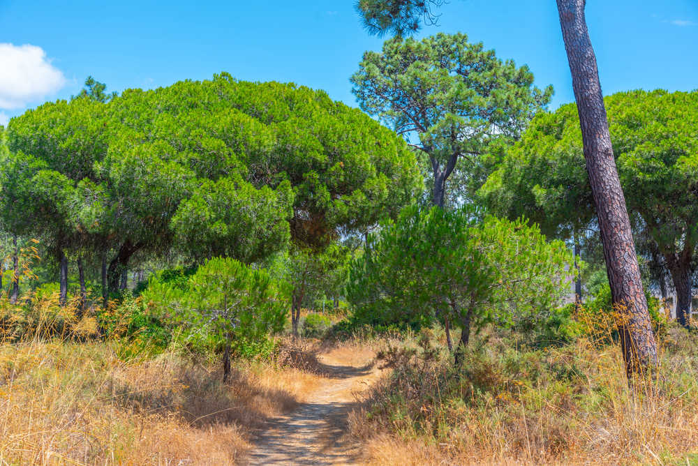 Paysage au sein du parc naturel Ria Formosa au Portugal