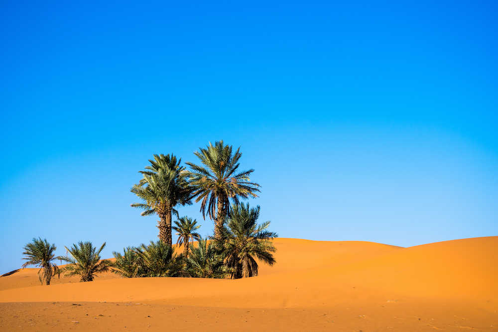 Paysage avec palmiers dans un désert avec dunes de sable et ciel bleu, Maroc