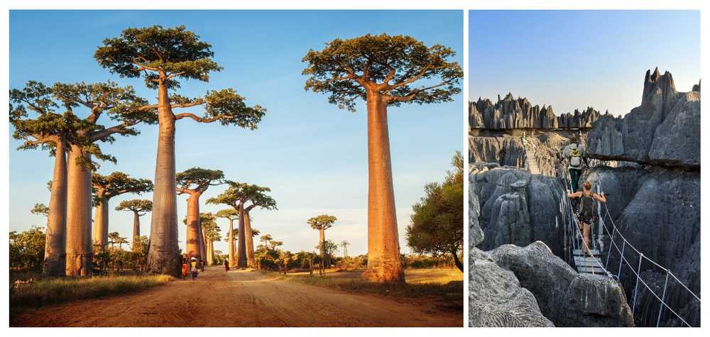paysage-baobabs-et-tsingys