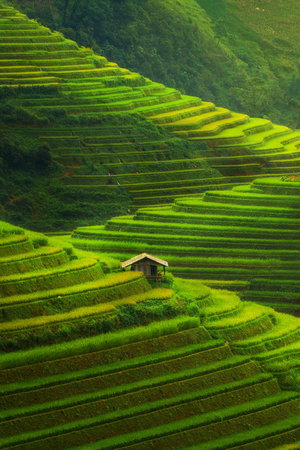 Paysage de rizières de Sapa au Vietnam