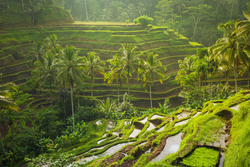 Paysage des rizières verdoyantes d'Ubud à Bali en Indonésie