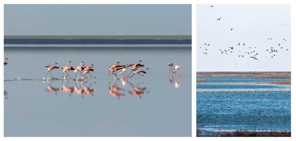 paysage-flamants-roses-reserve-korgalzhyn-kazakhstan