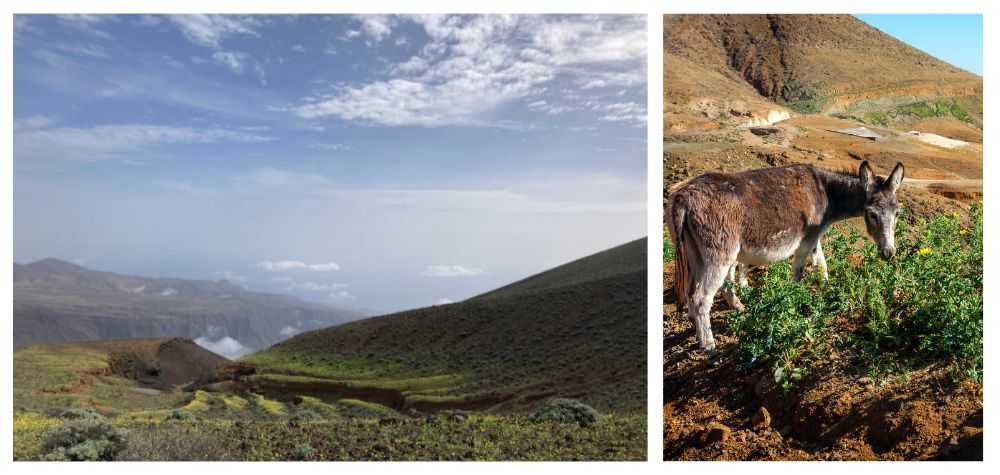 paysages-animaux-santo-antao