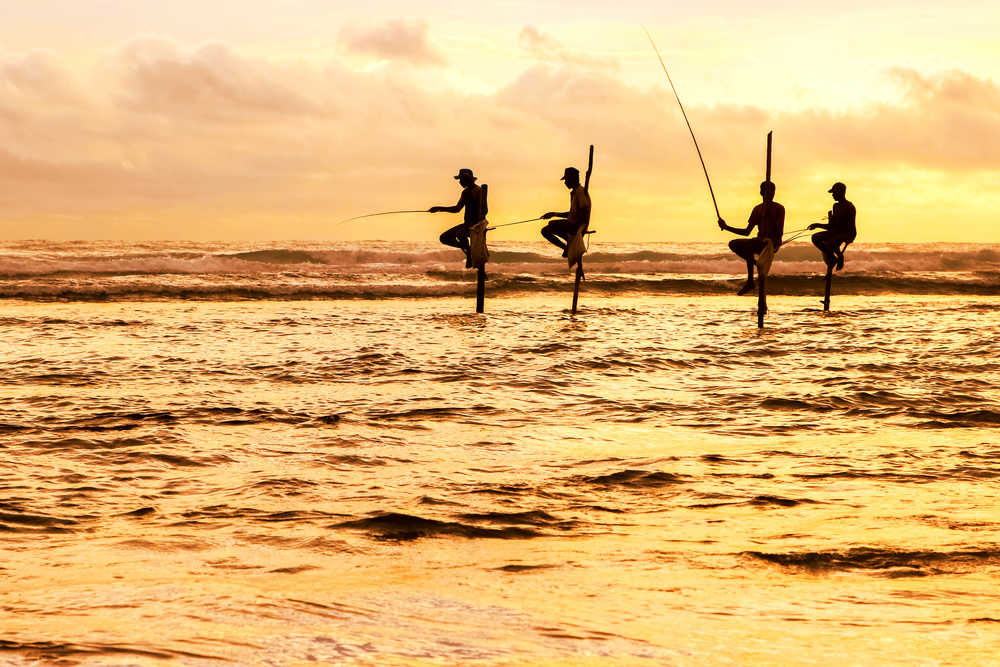 Pêcheurs traditionnels sur des bâtons au coucher du soleil au Sri Lanka