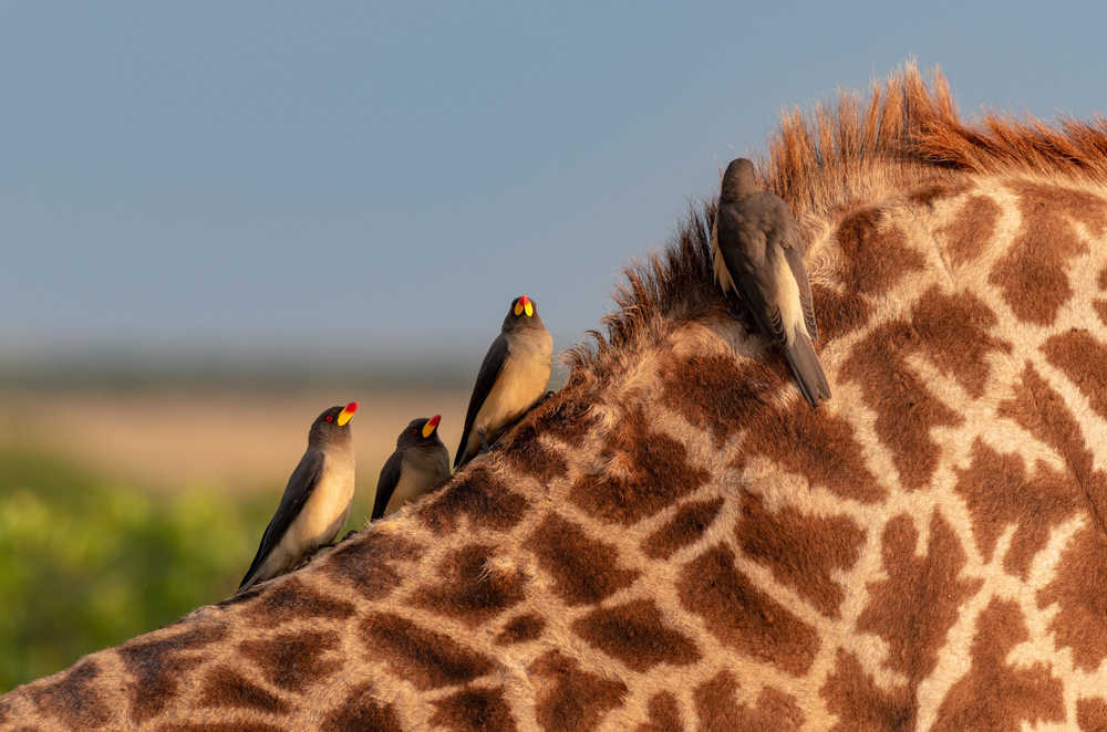 Pique-boeufs sur le dos d'une girafe