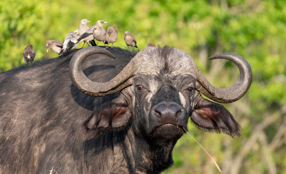 Pique boeufs sur un buffle lors d'un safari au Kenya