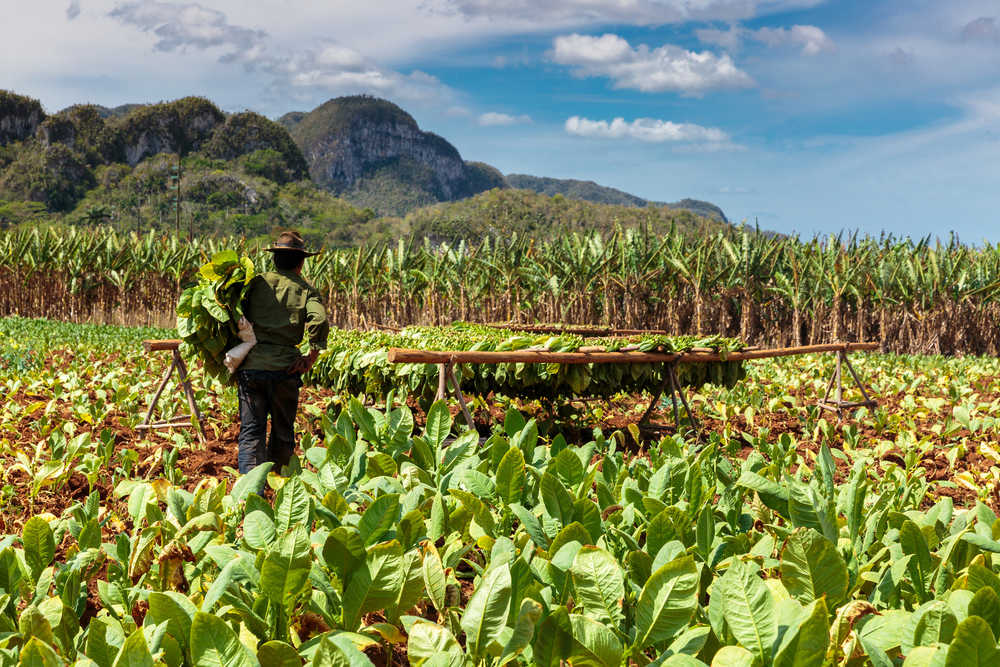 plantations de tabac près de La Havana, Cuba