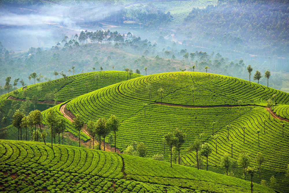 plantations de thé de Kerala, Munnar, Inde