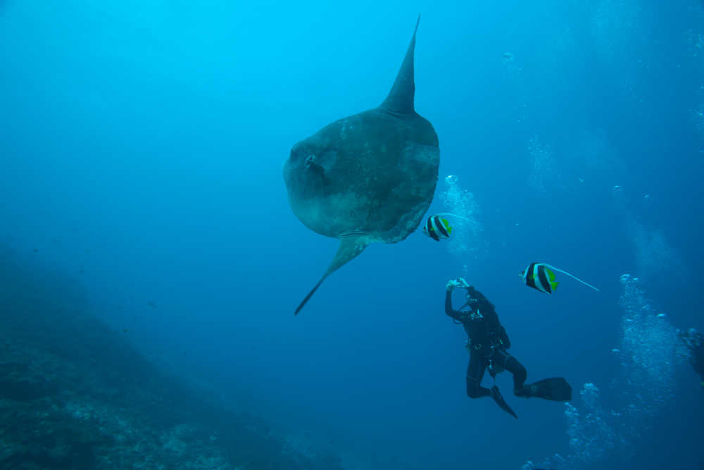 Plongée sous marine à Nusa Penida en Indonésie