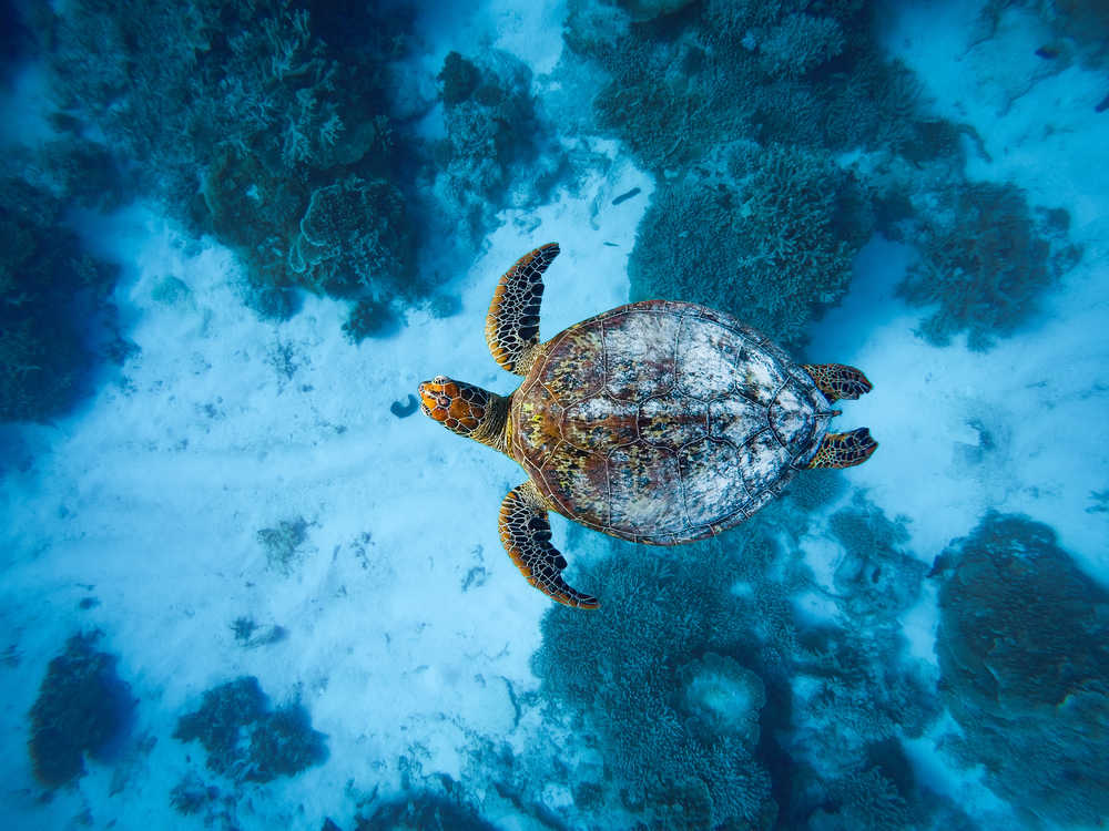 Plonger avec les tortues Cap Vert