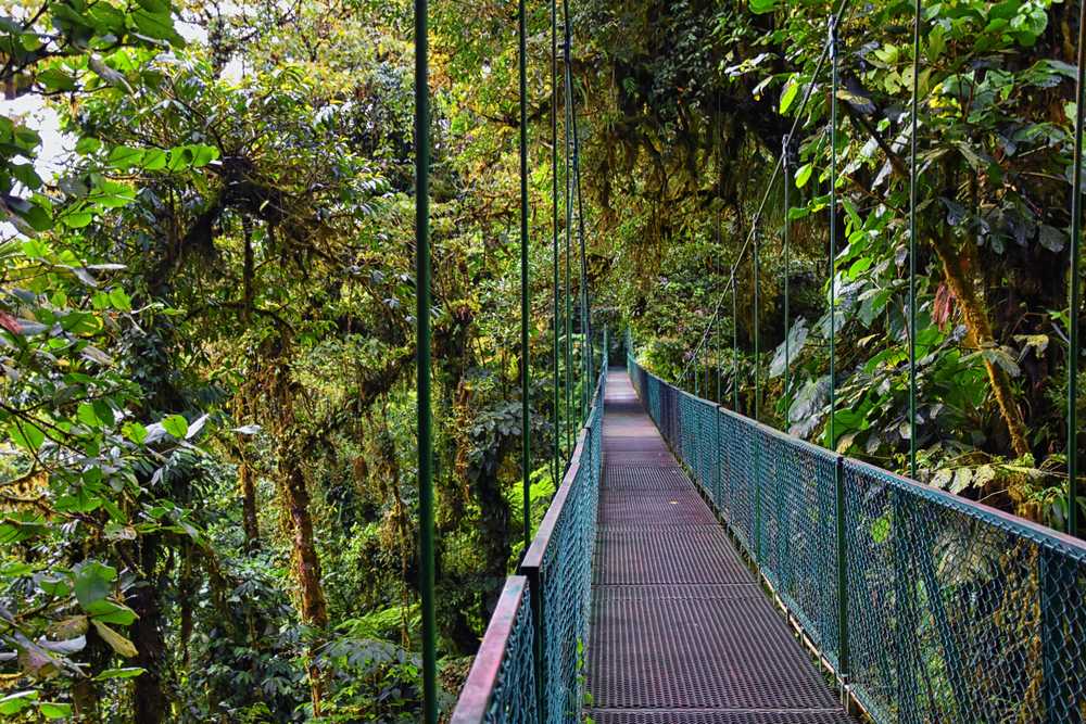 Pont suspendu dans la canopée de Monteverde au Costa Rica