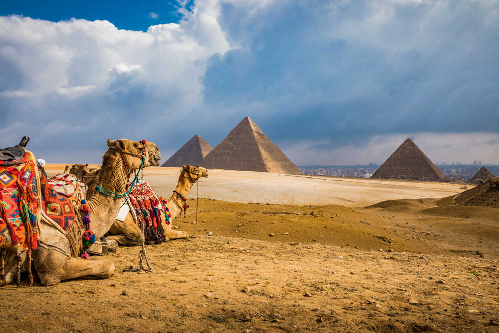 Pyramides de Gizeh avec des chameaux