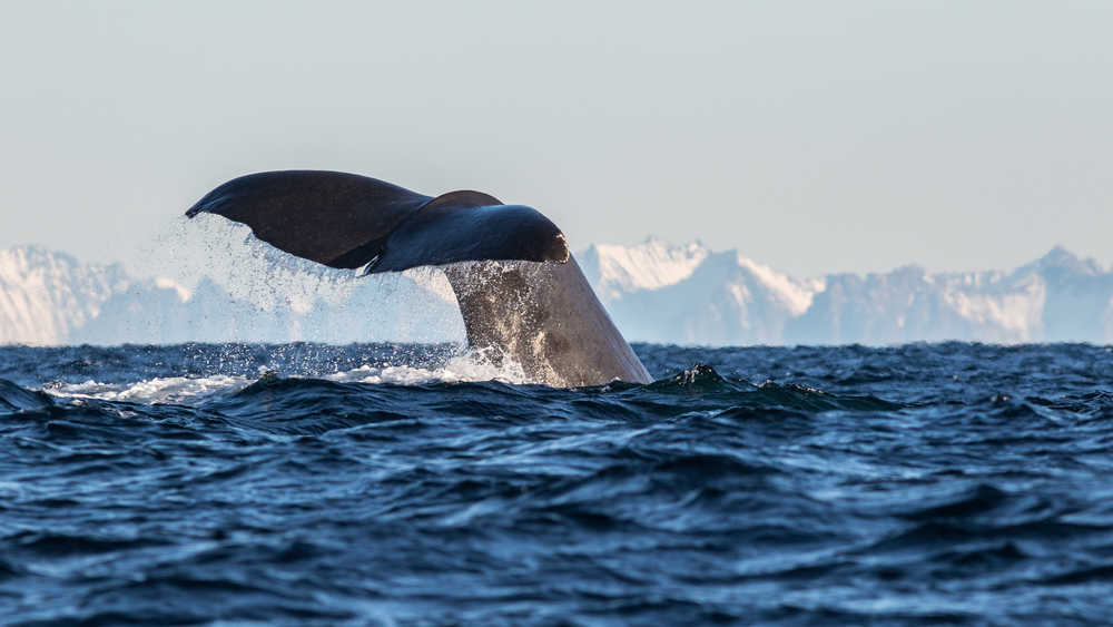 Queue de baleines à Tromsø en Norvège