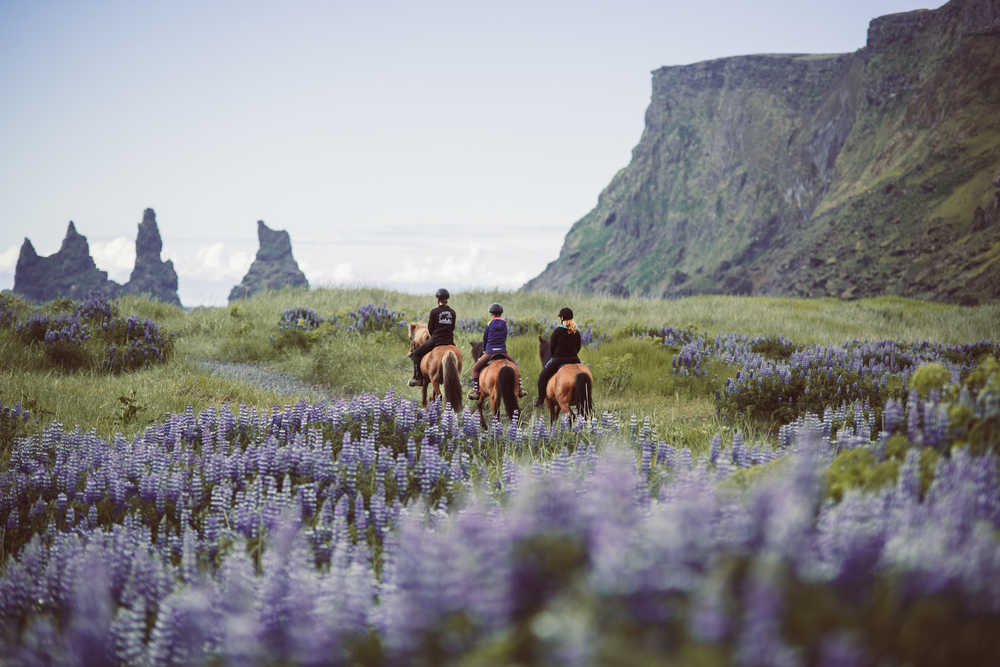 Randonnée à cheval dans un champ de lupins à Vik