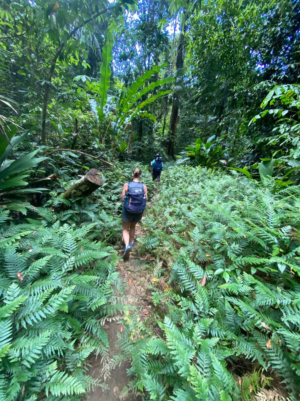 Randonnée au Corcovado Costa Rica