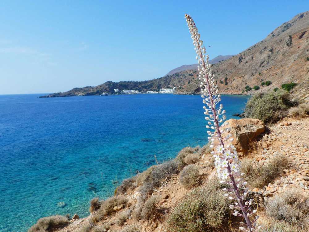 Randonnée côtière Crète, Loutro et flore