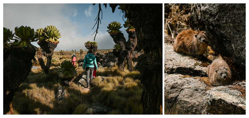 randonneurs-de-dos-et-daman