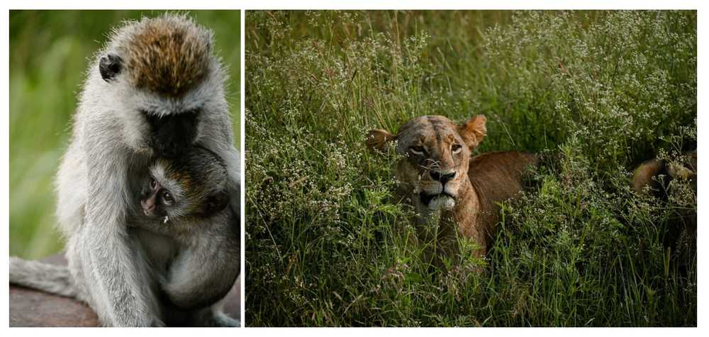 rencontre-faune-sauvage-safari-kenya