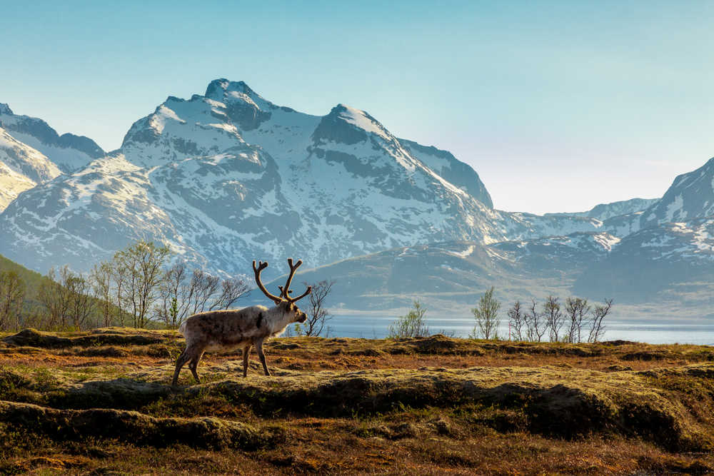 Renne se baladant dans une prairie avec en arrière plan une montagne enneigée, Norvège