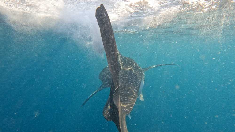 Requin Baleine, Costa rica