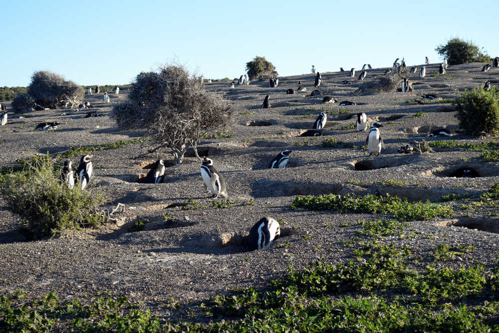 Réserve-de-manchot-punta-tombo-en-argentine