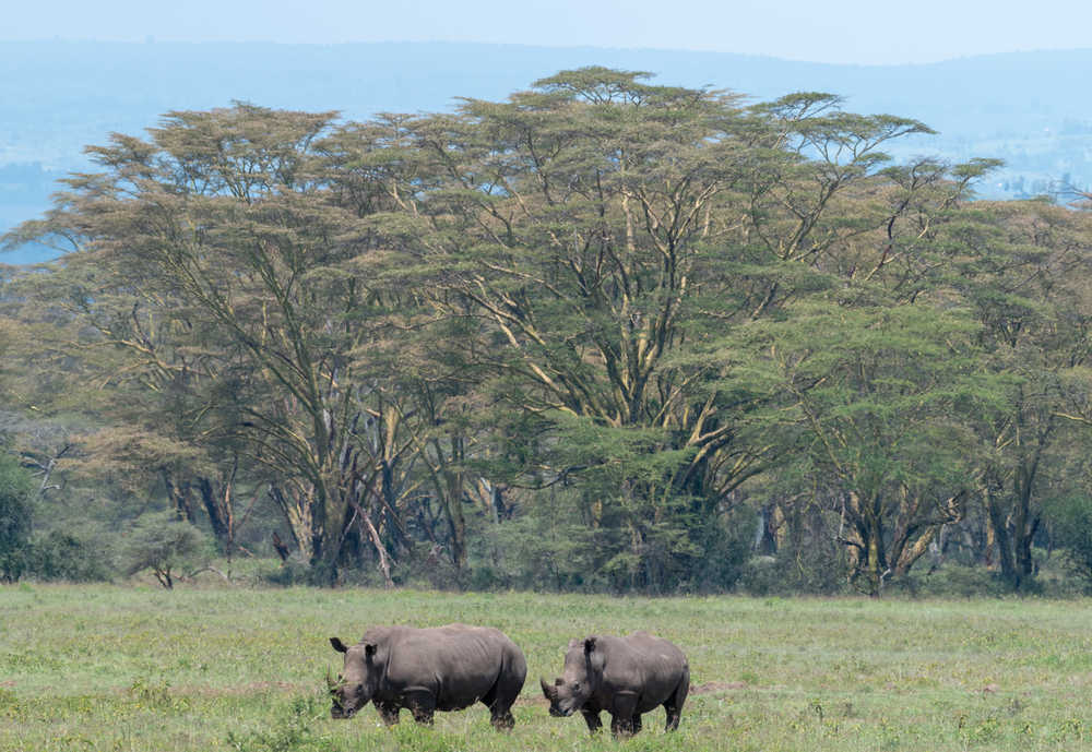 Rhinocéros blancs lors d'un safari au Kenya