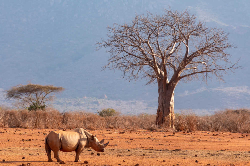 Rhinocéros observé lors d'un safari au Kenya à Tsavo Ouest