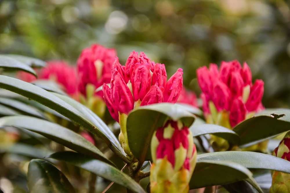 Rhododendron, fleur typique des forets népalaise