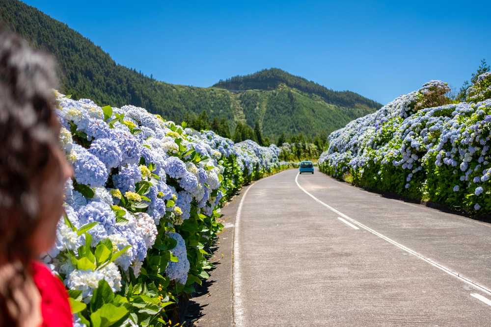 Route bordée d'hortensias sur Sao Miguel, aux Açores