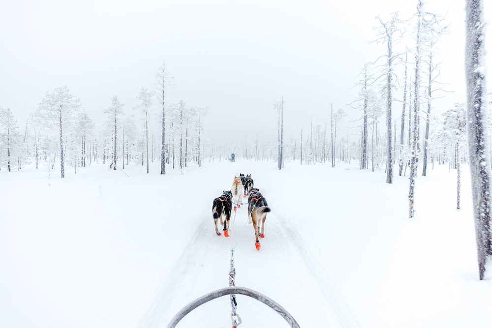 Rovaniemi chiens de traineau