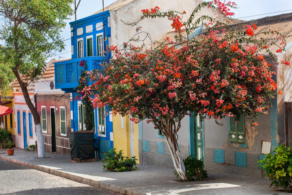 Rue avec maisons colorées et arbre à fleurs rouges au Cap Vert