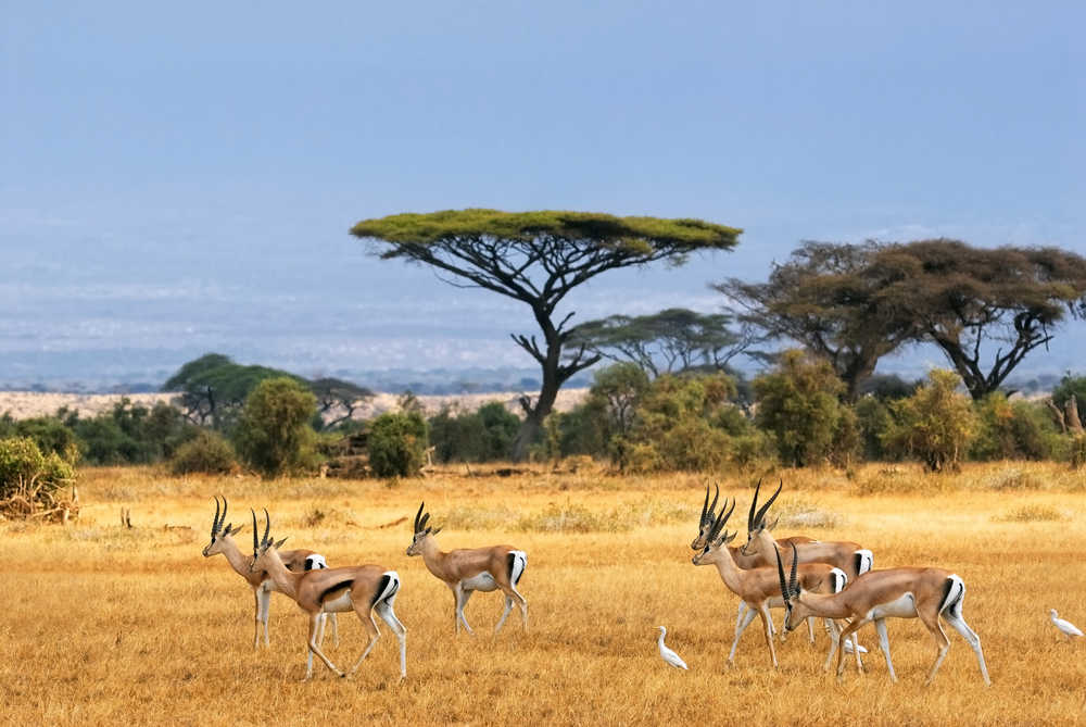 Safari avec des gazelles
