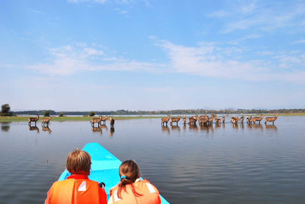 Safari en bateau sur le lac Naivasha