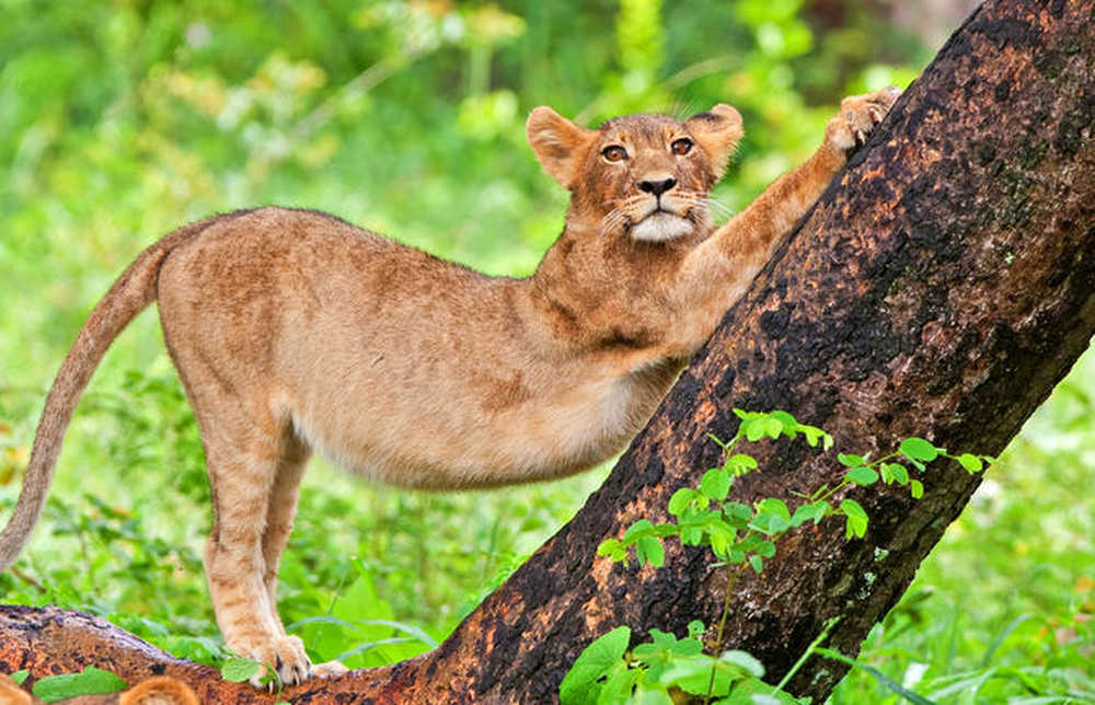 Safari vallée de Savé au Zimbabwe