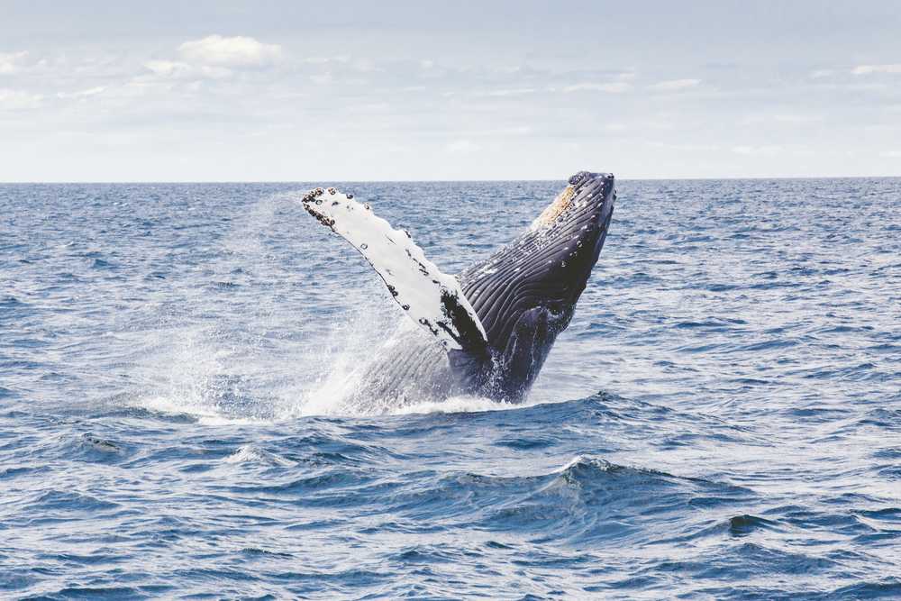 Saut de Baleine à bosse au Canada