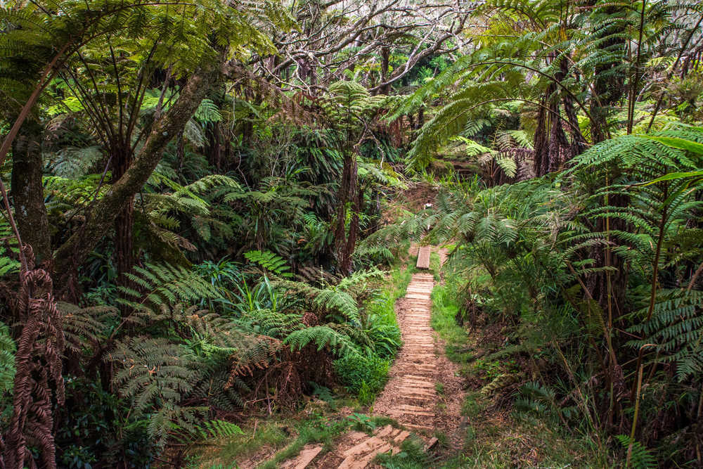 Sentier dans la forêt de Bélouve à la Réunion