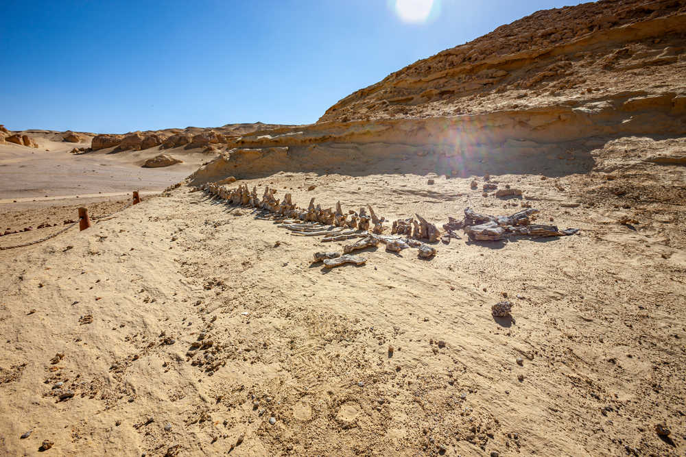 Squelette de baleine à l'oasis de Fayoum en Egypte