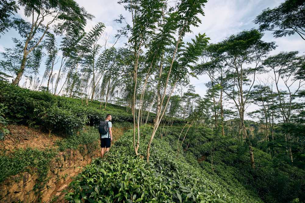 Sri Lanka plantations de thé au Lipton Sea